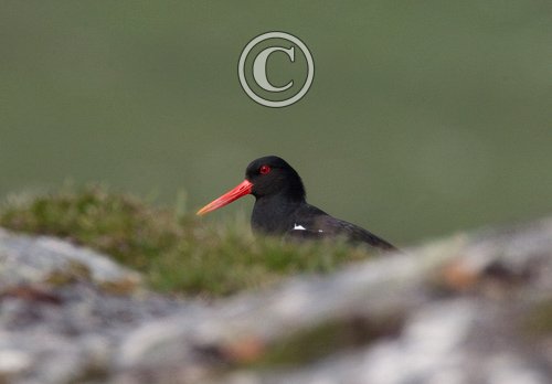Oystercatcher DM1082